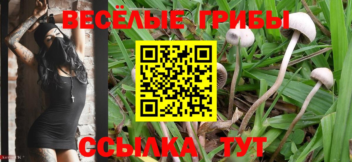 Касимов  Галлюциногенные грибы мицелий  Вход с VPN 